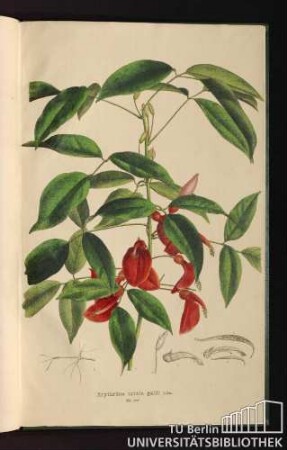 Tab. 100. Erythrina crista galli Lin.