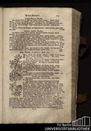Cap. 363. Feig-Bonen, Lupinus.