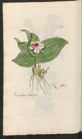 481. Kaempferia Galanga