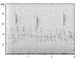 Goldammer | Emberiza citrinella - Ruf