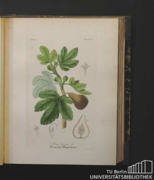Urticeae. Ficus Carica L. Gemeiner Feigenbaum.