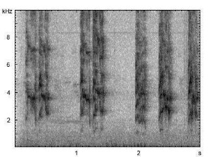 Braunohrsittich | Pyrrhura frontalis - Ruf