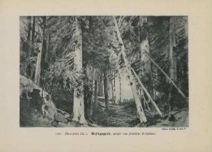 1897. Decoration Nr. 4. Waldgegend, gemalt von Professor Brückner