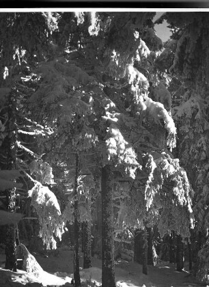 Im Fichtelgebirge