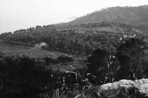 Lopud: Olivenhaine und Weinanlagen, vom Castell