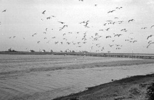 Heiligenhafen: Möwen über dem Graswarder