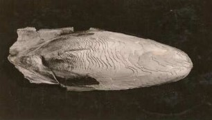 Tintenfisch (Coleoidea oder Dibranchiata). Rückenschulp. Verwalter: Museum für Tierkunde Dresden