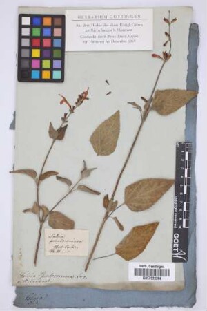 Salvia Pseudococcinea Jacq.