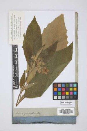 Solanum grandifolium Jacq.