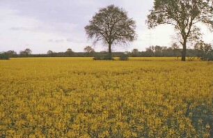 Rapsfeld