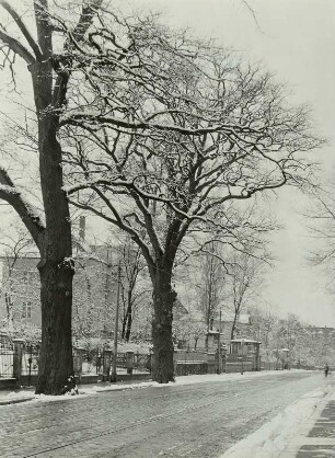 Dresden-Blasewitz. Hüblerstraße mit zwei Eichen im Straßenraum