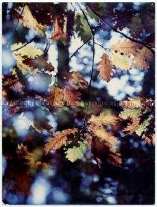 Blätter im Herbst an einem Ast (Altersgruppe 14-17)