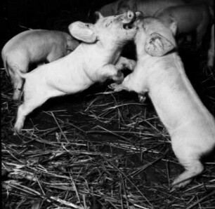 Schweinezucht (Ferkel Hutten). Zwei Ferkel beim spielerischen Toben