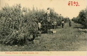 Kings County. Picking Prunes in Kings County