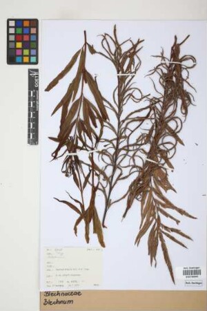 Blechnum
