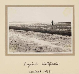 Westküste Landgewinnung - begrünte Wattfläche