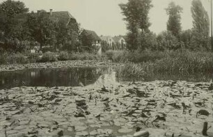 Teichrosen auf dem Dorfteich in Bärnsdorf