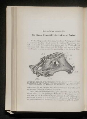 Sechzehnter Abschnitt. Die hintere Extremität; das knöcherne Becken.