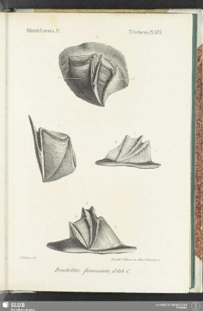 Pl. 575