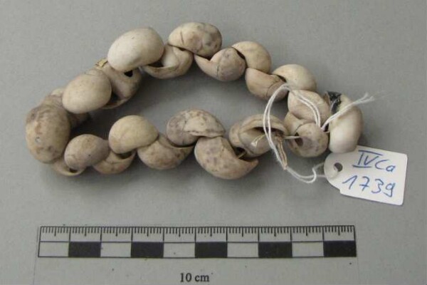 Snail shell as jewellery (?)