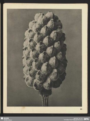 Adonis vernalis - Adonis-Röschen, Frühlings-Adonis - Fruchtköpfchen (10mal vergrößert)