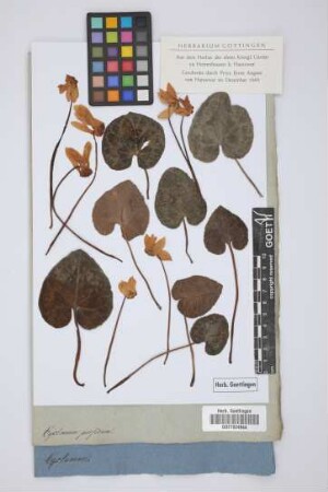 Cyclamen persicum
