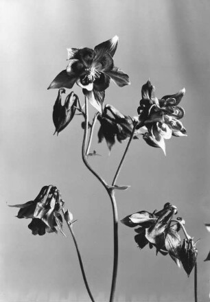 Gemeine Akelei, Waldakelei, Blüten - Aquilegia vulgaris