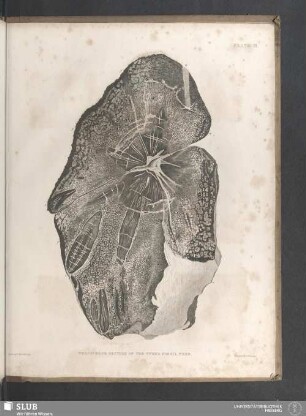 Plate II. Transverse Section Of The Tweed Fossil Tree