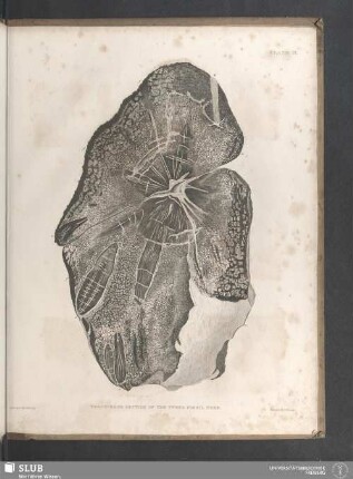 Plate II. Transverse Section Of The Tweed Fossil Tree
