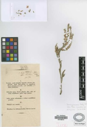 Anchusa ochroleuca M.Bieb. var. exserens Griseb.[holotype]