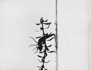 Insekten. Larve des Gelbrandkäfers oder Gemeinen Gelbrands (Dytiscus marginalis)