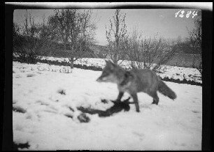 Ferme du Billon (bei Montaigu, Dep. Aisne, Frankreich): Fuchs beim Fressen eines Huhns (?) im Schnee: Vorderansicht