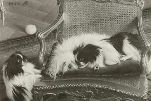 Meine Hunde