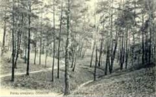 Ansicht eines Waldes bei der polnischen Stadt Zerków