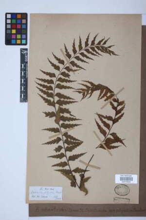 Asplenium adiantoides var. polyodon (G.Forst.) C.Chr.