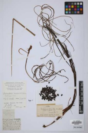 Chamaedorea nervosa sp. n.