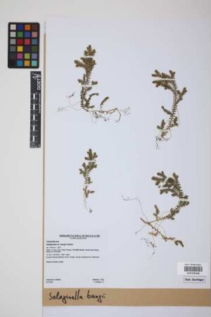 Selaginella bangii