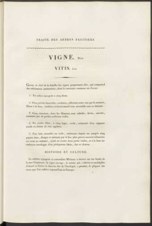 Vigne. Duh. Vitis. Lin.