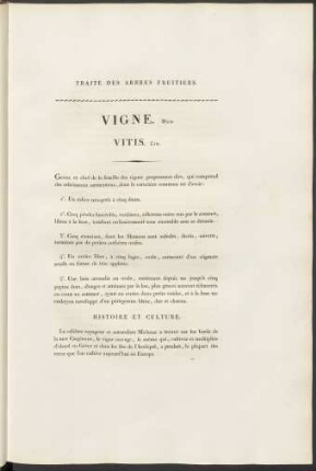 Vigne. Duh. Vitis. Lin.