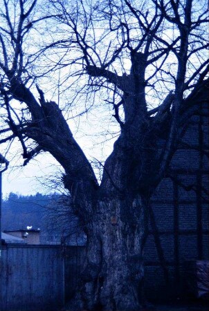 alter Lindenbaum
