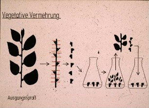 Vegetative Vermehrung