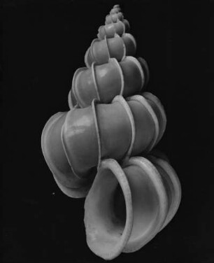 Scala pretiosa L., Chinesisches Meer