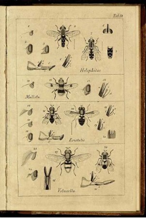 Th. 4,Taf: Systematische Beschreibung der bekannten Europäischen zweiflügeligen Insekten. Vierter Theil,Taf