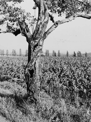 Baum an einem Maisfeld