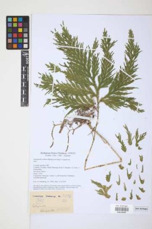 Selaginella stellata Spring