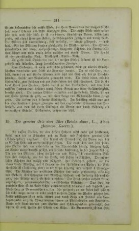 19. Die gemeine Erle oder Eller (Betula alnus, L., Alnus glutinosa, Gaertn.)