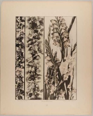 97. Festons und Füllung aus Haselnüssen, Fuchsien, Kermesbeeren, Aepfeln, Mandeln, Siegwurz etc.