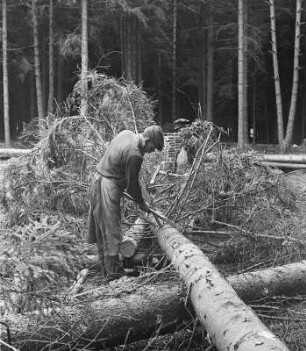 Fällen des Holzes: Ausästen des Stammes : Technikgeschichte | Technologie | Holzgewinnung und Bearbeitung