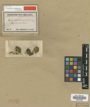 Barbula strictidens Müll.Hal. [isotype]