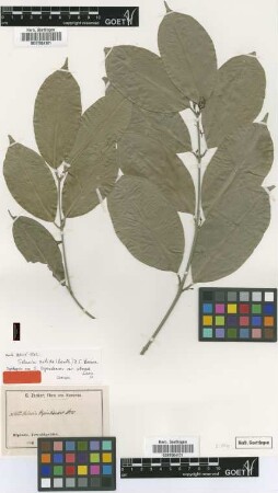 Salacia bipindensis Loes. var. Loes. obovata[syntype]